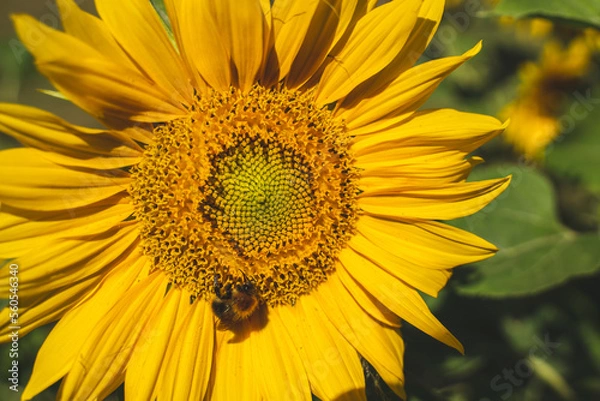 Obraz sunflower with bug