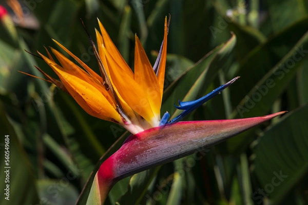 Obraz Strelitzia (Bird of Paradise flower) in Santa Catarina Park, Funchal, Madeira, Portugal