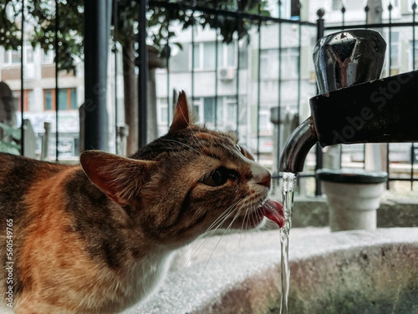 Obraz close up cat. cute cat drinking water.