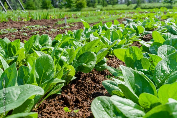 Fototapeta Rows of fresh young spinach plants in the garden or on the farm.