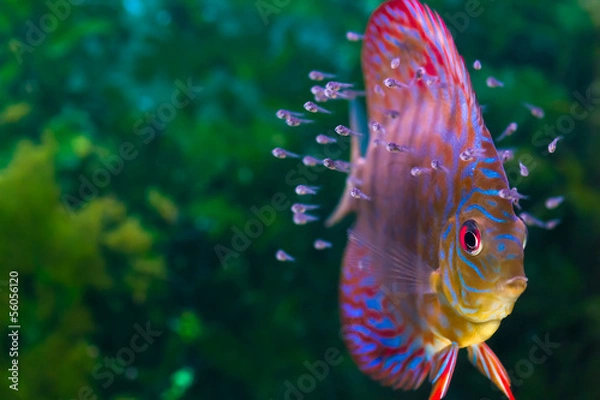 Obraz Disclus Fish z małymi rybami pływającymi w akwarium