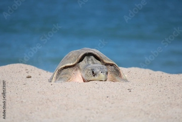 Obraz TURTLE on the beach