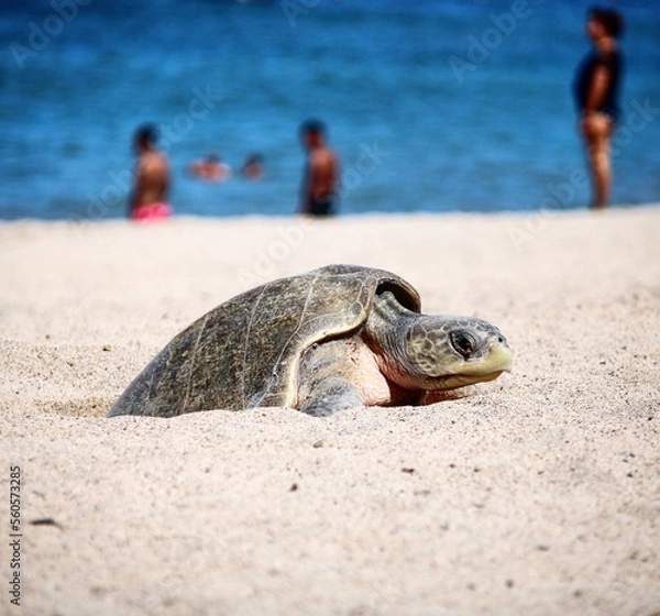 Obraz turtle on the beach