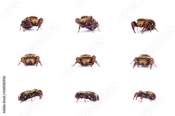 Fototapeta Rhene spider Set collection isolated on white background.