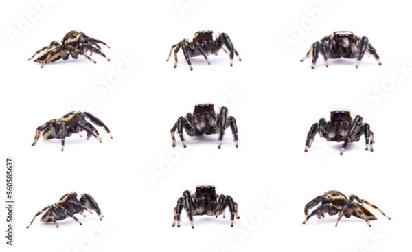 Fototapeta Carrhotus viduus spider Set collection isolated on white background.