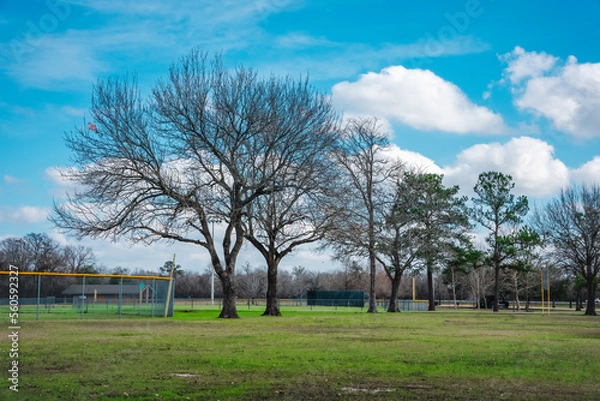 Fototapeta trees and sky