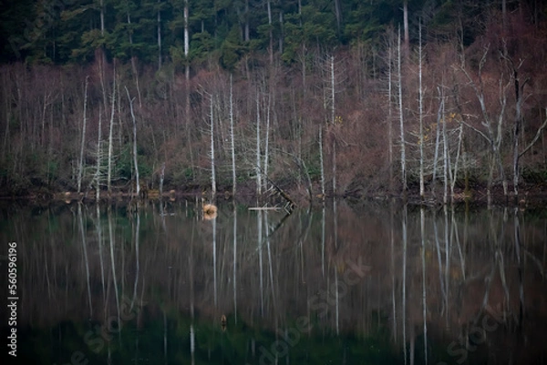 Obraz 長野県王滝村　初冬の自然湖