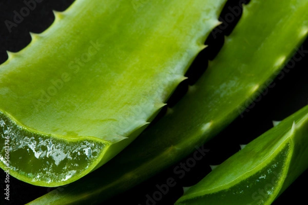 Obraz Aloe vera leaves macro