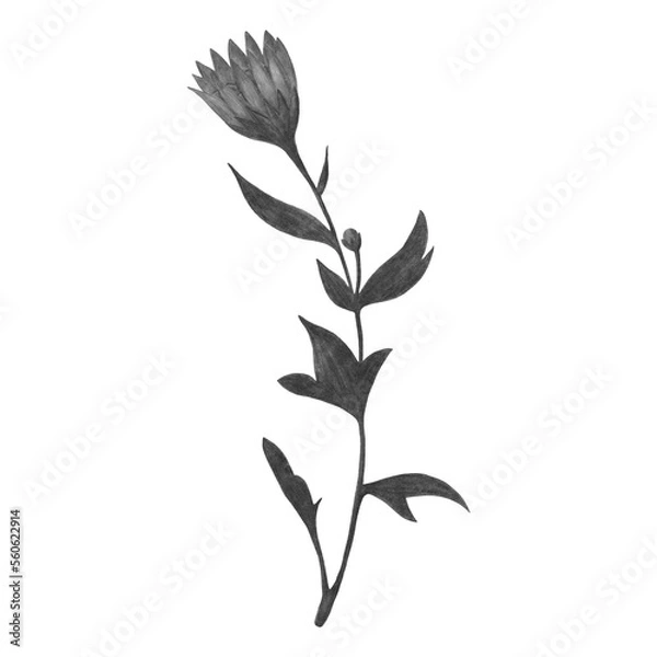 Obraz Red Chrysanthemum with Green Leaves Isolated on White Background. Chrysanthemum Flower Element Drawn by Color Pencil.