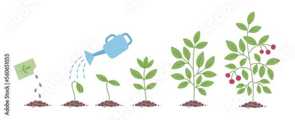Fototapeta Plant growth stages. Seedling development stage. Vector editable illustration.