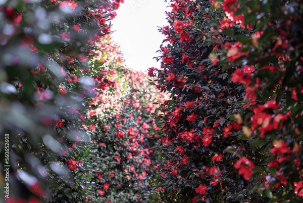 Obraz 제주도 위미리 동백나무 꽃, 동백 꽃, 동백나무 군락지	
