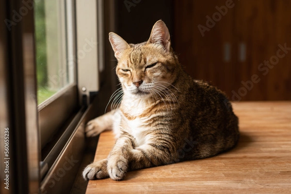 Fototapeta tabby cat sit