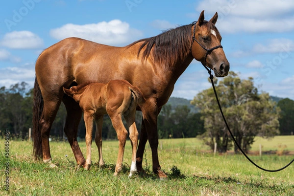 Fototapeta Quarter Horse mare and foal in the paddock 