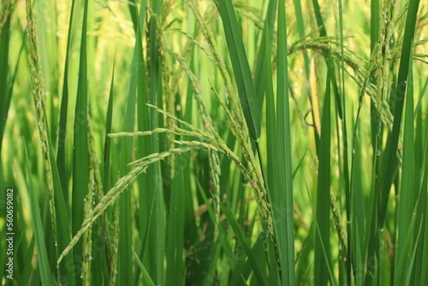 Fototapeta Rice plant from agriculture in Thailand	