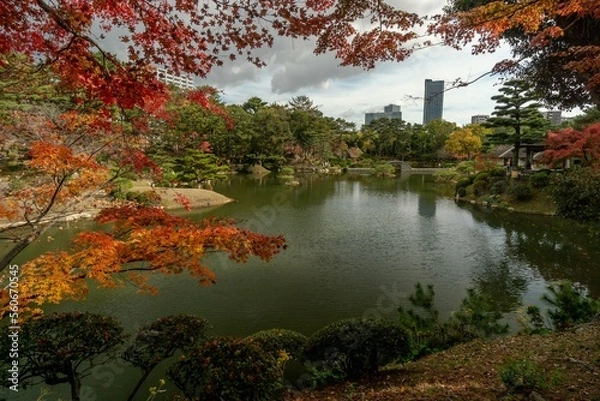 Obraz Shukkeien foliage