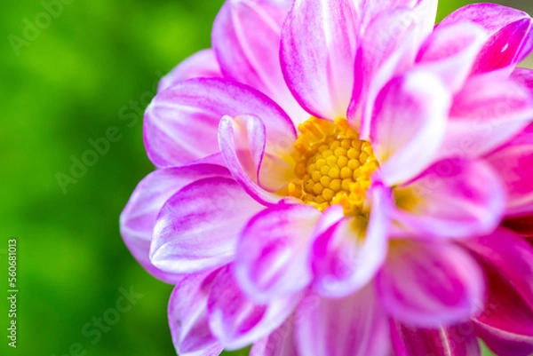 Fototapeta ダリアの花　春のイメージ