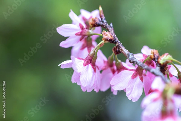 Fototapeta 桜の花　春のイメージ