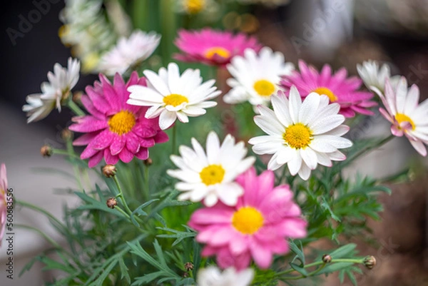Obraz マーガレットの花　春のイメイメージ