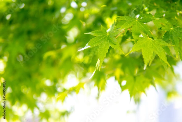 Fototapeta 緑のモミジ　初夏のイメージ