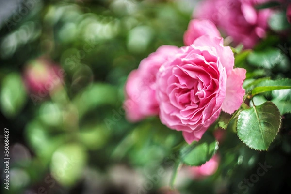 Fototapeta バラの花　屋外イメージ