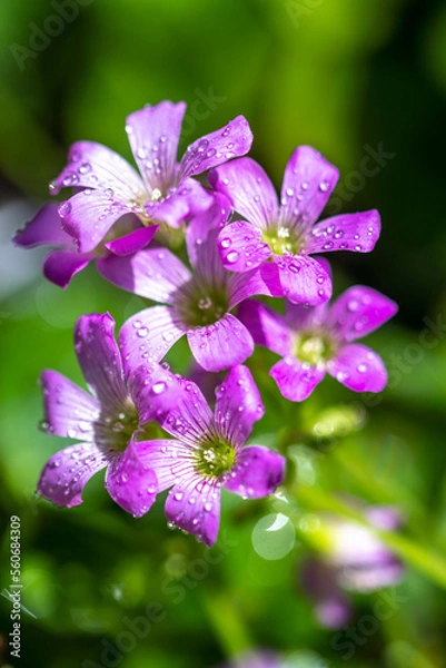 Fototapeta ムラサキカタバミの花　野の花のイメージ