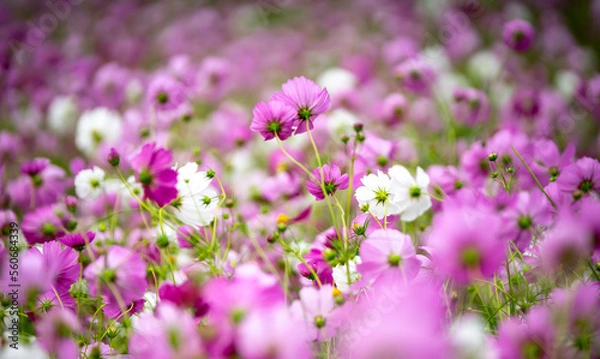Fototapeta コスモスの花　秋のイメージ