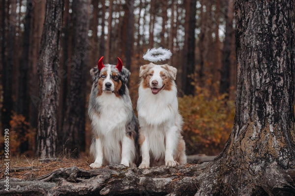 Fototapeta australian shepherd halloween outfits