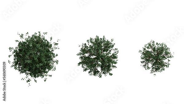 Obraz top down view set of 3 Dark Shiny Leaf Bush on white,  3d rendering of png transparent background, suitable for archiviz, architecture visualization gardening design