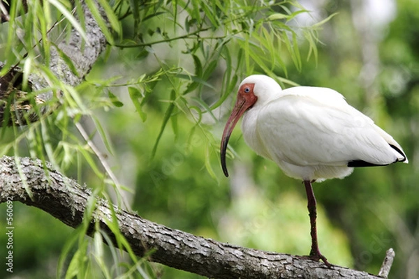 Obraz ibis resting