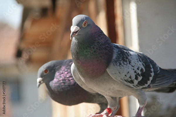 Obraz mail pigeons in close-up on a roof in Romania