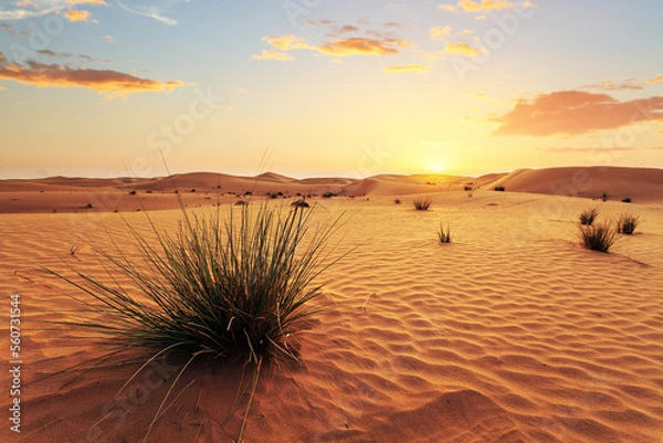 Obraz Végétation en milieu désertique.