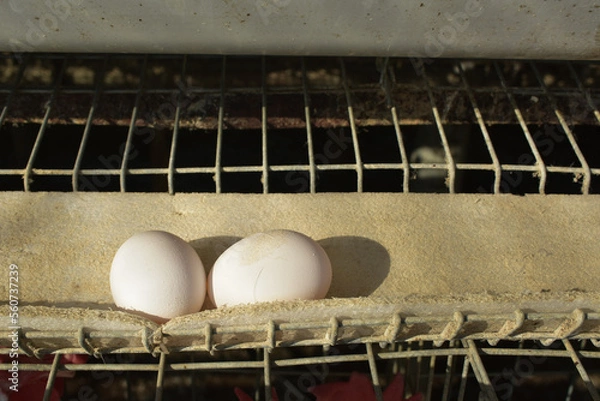 Obraz eggs in the farm