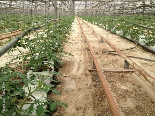 Obraz invernadero de tomates