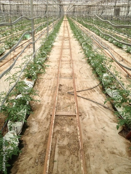 Obraz invernadero de tomates
