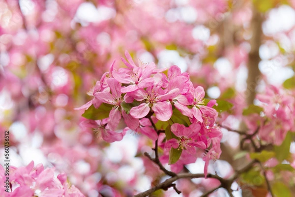 Obraz  Blossoming branch of apple tree with pink flowers.