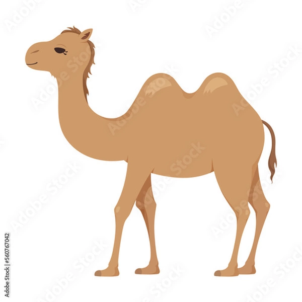 Fototapeta  	フタコブラクダのイラスト