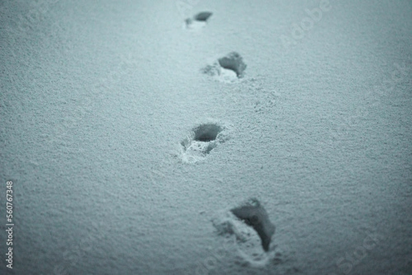 Fototapeta 雪の足跡
