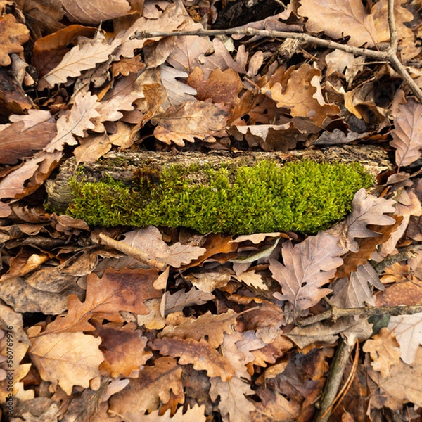 Obraz tiny log in the autumn leaves on the ground