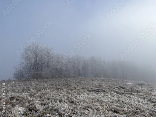 Fototapeta Winter frosty morning. Mystical atmosphere landscape. Soft tones and fog. Hoary frost on trees