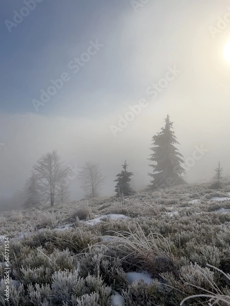 Fototapeta Winter morning in the mountains. Icy grass in the foreground. Spruce trees are shrouded in a beautiful mist. Calm atmospheric landscape.