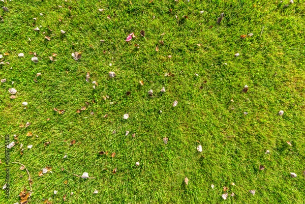 Obraz Green grass texture, top view.
