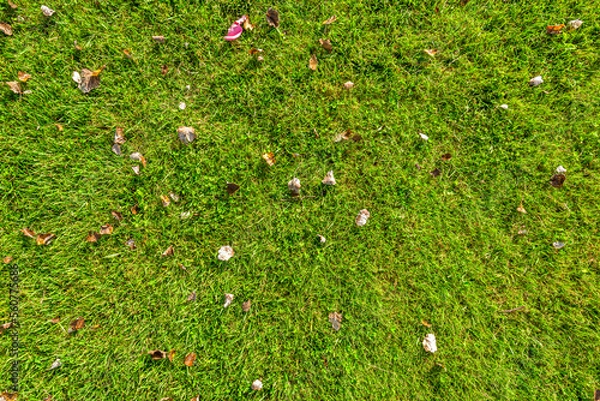 Obraz Green grass texture, top view.
