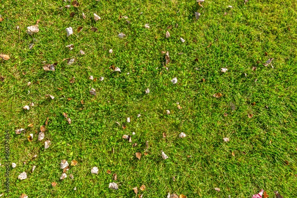 Obraz Green grass texture, top view.
