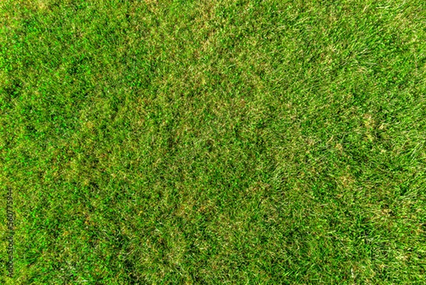 Obraz Green grass texture, top view.
