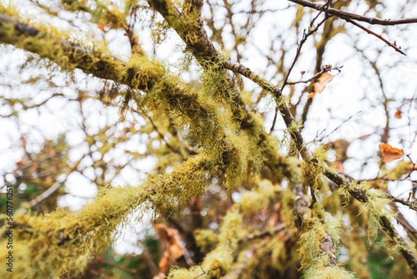 Obraz trees in forest.