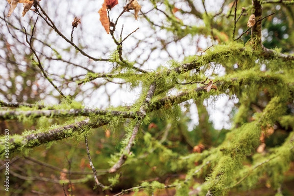 Obraz trees in forest.