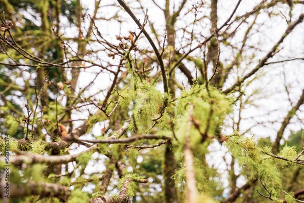 Obraz trees in forest.