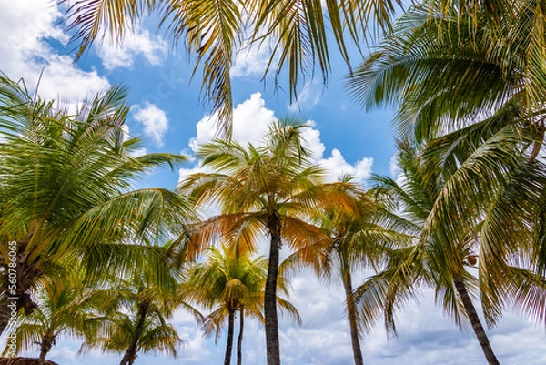Fototapeta Coconut palm trees against blue sky on Caribbean Island.