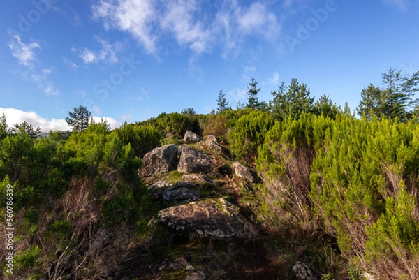 Fototapeta Green Forest panorama with green trees and grass on field. 