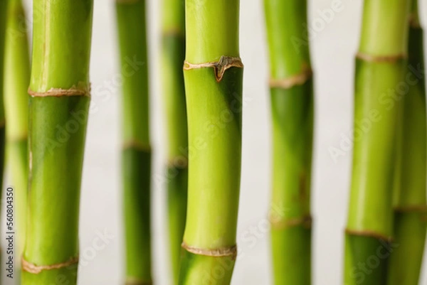 Fototapeta Bamboo stems on light background, closeup